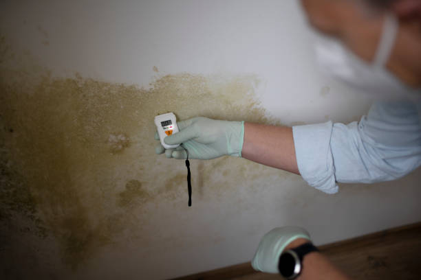 Best DIY Mold Remediation Support Services in Huron, SD